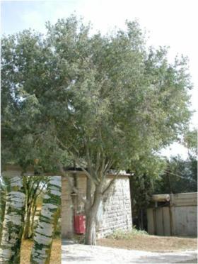 מייש דרומי